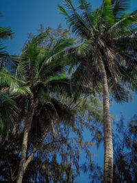 Low angle view of palm trees against sky