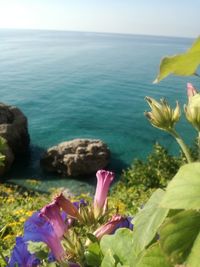 Close-up of flowers in sea against clear sky