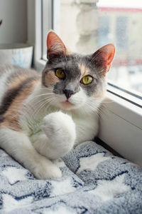 A tricolor cat is lying on the windowsill by the window, clutching its paw like a fist. 