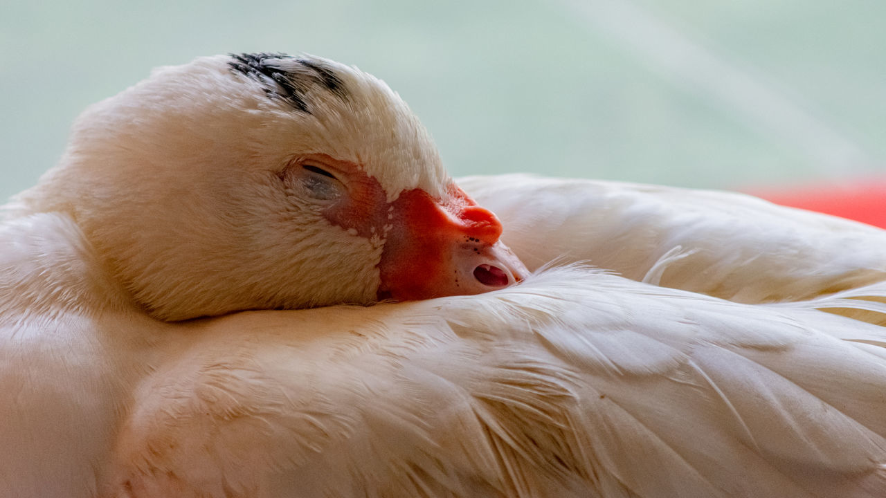 CLOSE-UP OF A BIRD WITH ANIMAL