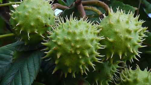 Close-up of succulent plant
