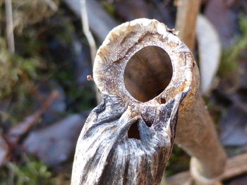 Close-up of tree trunk