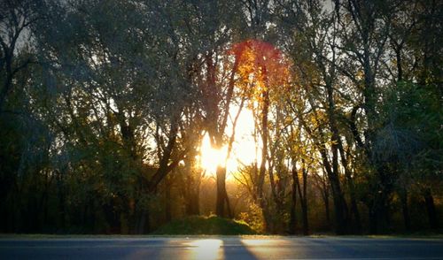 Trees in forest during sunset