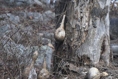 Close-up of tree trunk