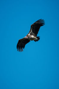 Lappet-faced vulture gliding in deep blue sky