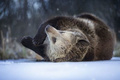 Close-up of a cat on snow