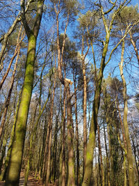 Low angle view of bamboo trees in forest