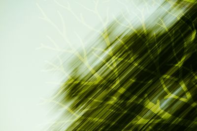 Close-up of green leaves