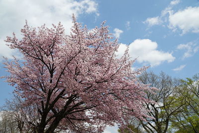 Low angle view of cherry blossoms against sky