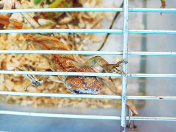 Close-up of insect in cage