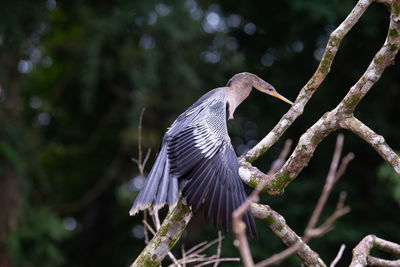 Close-up of bird flying