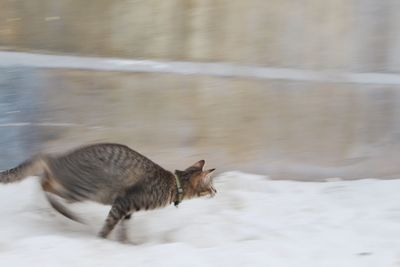 Side view of a horse in snow