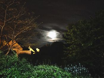 Scenic view of tree at night