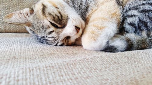 Close-up of cat sleeping