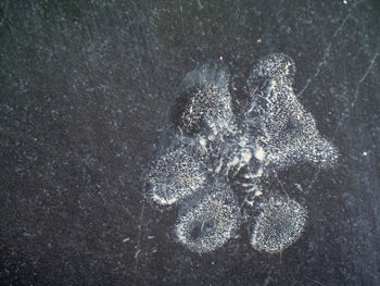 High angle view of an animal on sand