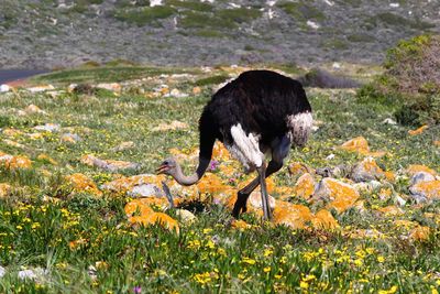 Bird standing in a field