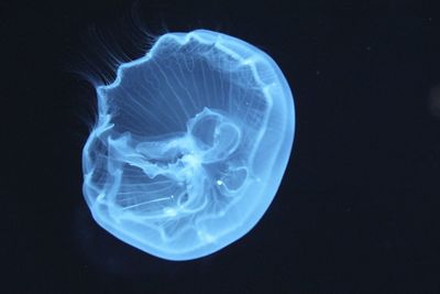 Close-up of jellyfish against black background