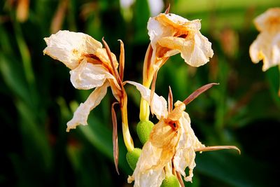 Close-up of wilted flower plant