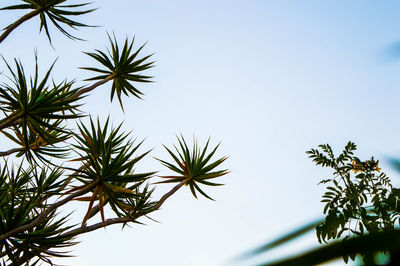 Low angle view of palm tree against sky