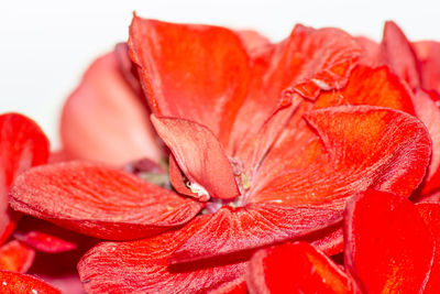 Close-up of red rose against white background