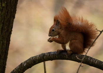 Close-up of squirrel on tree trunk