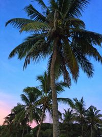 Low angle view of coconut palm tree against sky