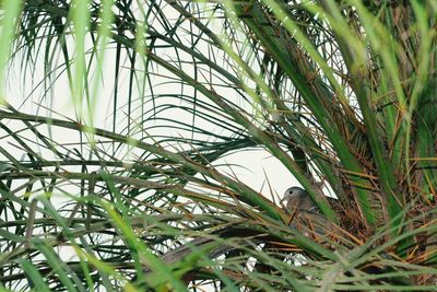 Close-up of bird perching on grass