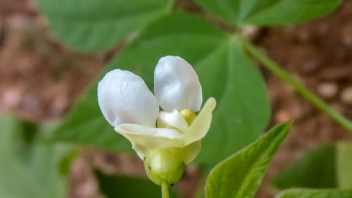 Close-up of white flowering plant