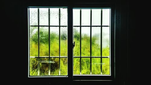 Close-up of plants seen through window