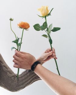 Close-up of hand holding flower over white background