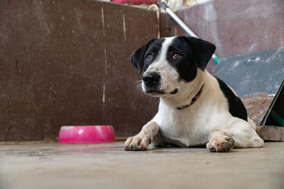 Portrait of dog sitting on floor