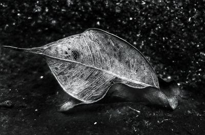 Close-up of leaf in water