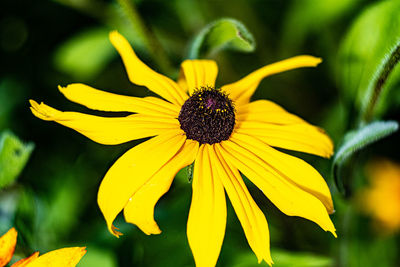 Close-up of yellow daisy flower