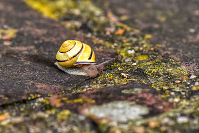 Close-up of snail on land