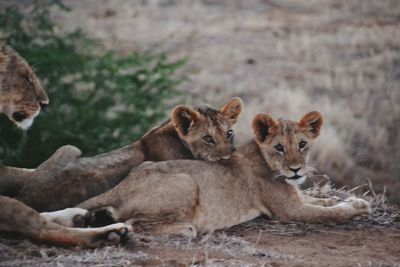 Portrait of lion cubs sitting on field