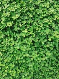 Full frame shot of green, natural kidney-weed.