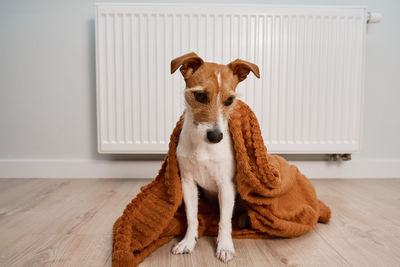 Dog freezing at home, sitting near heating radiator