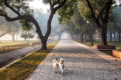 A small dog walking along the park path in red fort, new delhi, india. taken early in the morning.