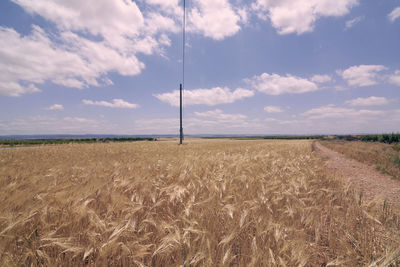 Wheat fields bathed in the sun before harvest, colors of summer