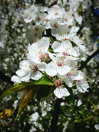 Close-up of apple blossoms in spring