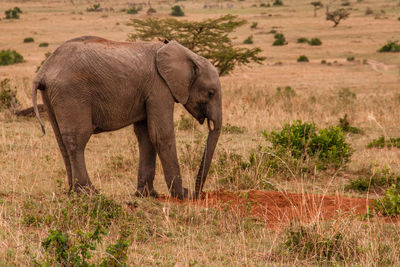 Side view of elephant walking