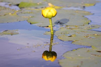 Reflection of trees in water