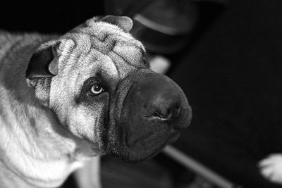 Close-up of dog looking away