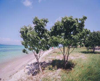 Trees on beach against sky
