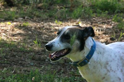 Dog looking away on field