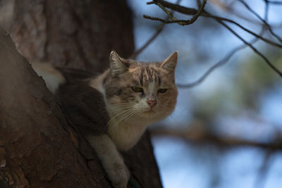 Close-up portrait of a cat on branch