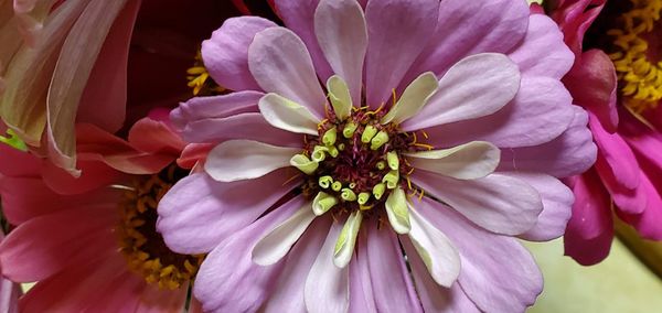 Close-up of pink flowering plant