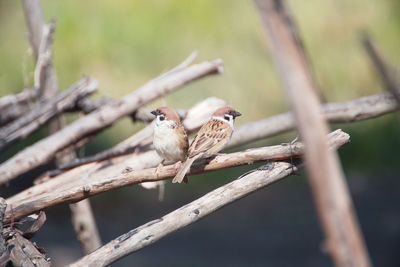 Close-up of bird perching on tree