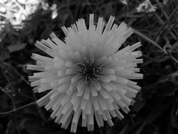 Close-up of flower blooming outdoors