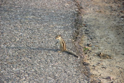 High angle view of squirrel on road